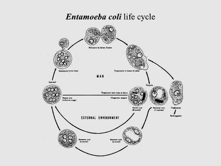 Стадия амебы поражающая толстый кишечник человека. Жизненный цикл дизентерийной амебы. Стадии цикла развития дизентерийной амебы. Схема жизненного цикла Entamoeba histolytica. Жизненный цикл дизентерийной амебы схема.