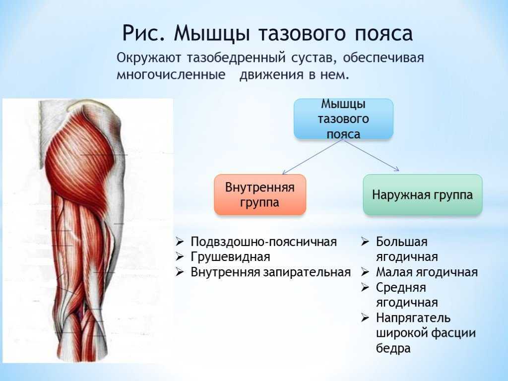 Анатомия мышц ног: полный разбор мышц+лучшие упражнения для их развитияменс физик — пляжный бодибилдинг — men`s physique