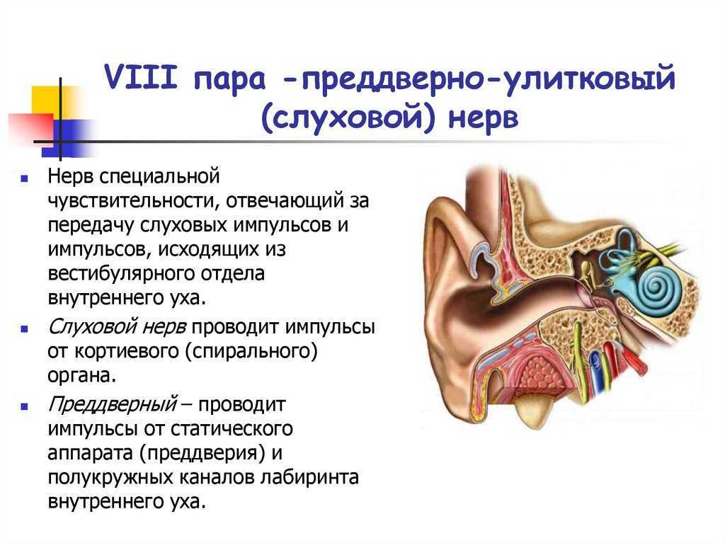Преддверно-улитковый нерв