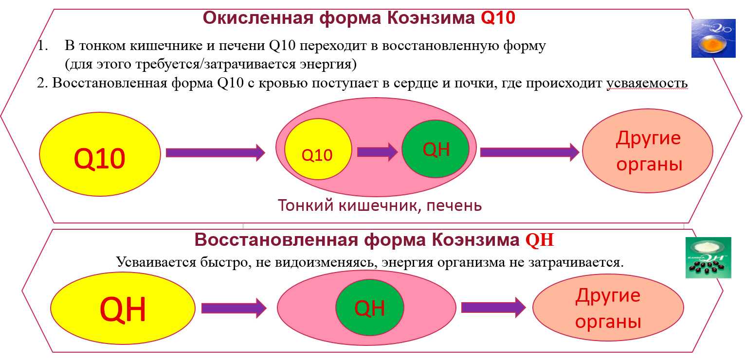 Для чего нужен ку 10. Коэнзим q10 митохондрии. Коэнзим q10 роль в организме человека. Коэнзим q10 польза для женщин. Коэнзим q10 свойства.