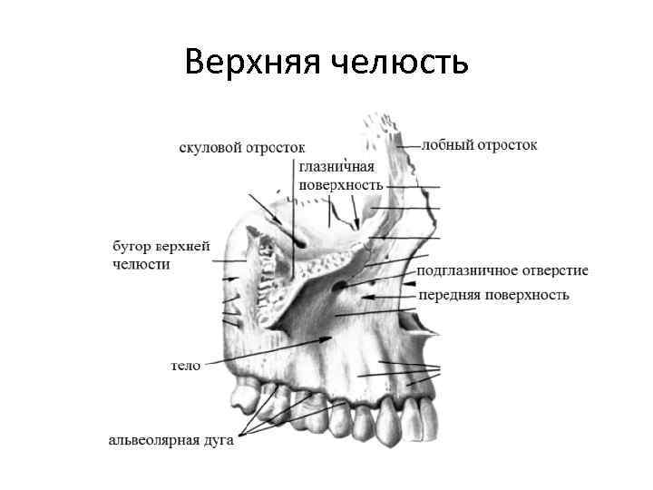 Клыковая ямка. Строение кости верхней челюсти. Верхняя челюсть строение отростки. Верхняя челюсть анатомия строение. Строение скулового отростка верхней челюсти.