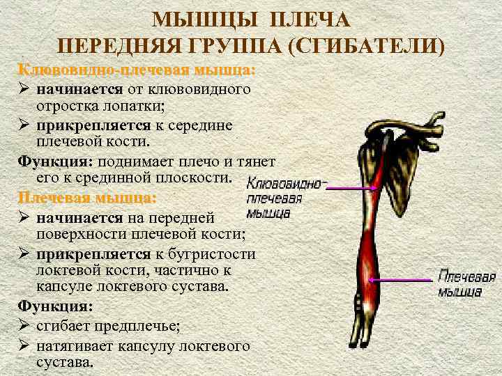 Схема прикрепления мышц плеча