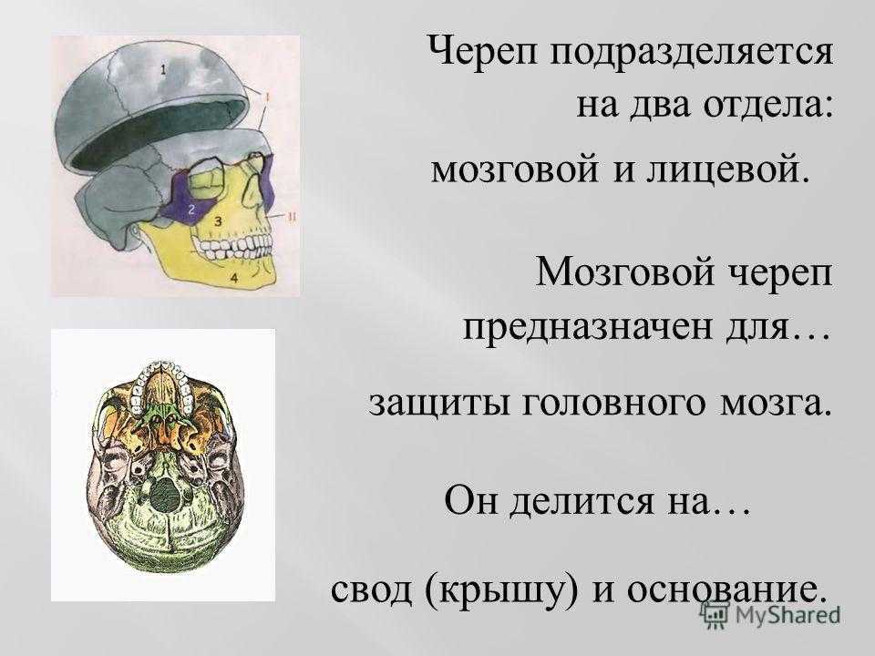 Мозговой череп свод и основание. Череп подразделяется на два отдела. Череп делится на два отдела мозговой и лицевой. Свод и основание мозгового отдела черепа. Мозговой отдел крыша и основание.