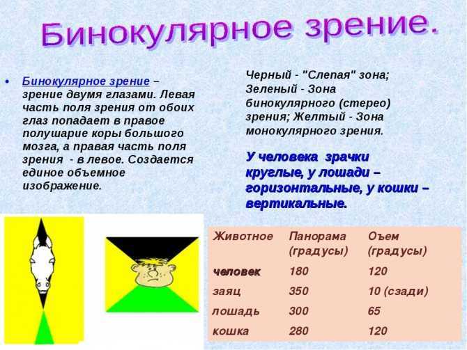 Сходящееся косоглазие у детей: 3 главных вопроса - клиника светланы богачевой