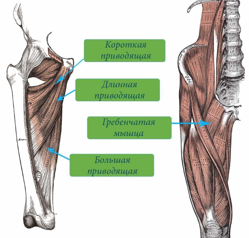 Приводящие мышцы бедра анатомия функция