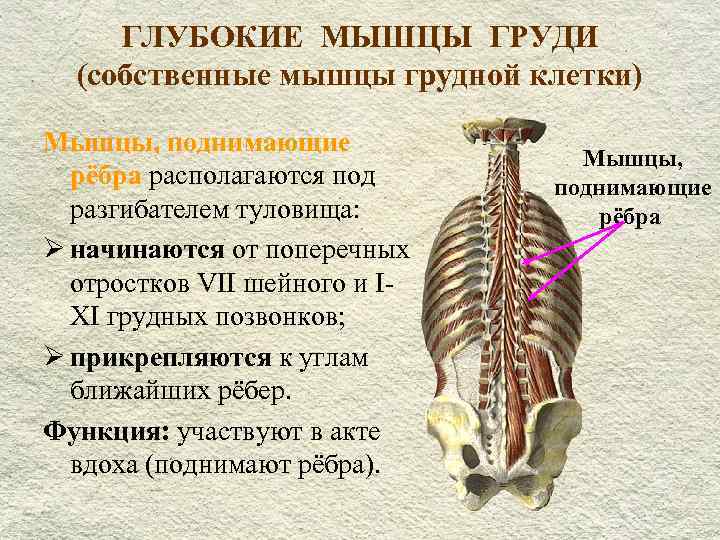 Мышцы, поднимающие ребра человека | анатомия мышц, поднимающих ребра, строение, функции, картинки на eurolab
