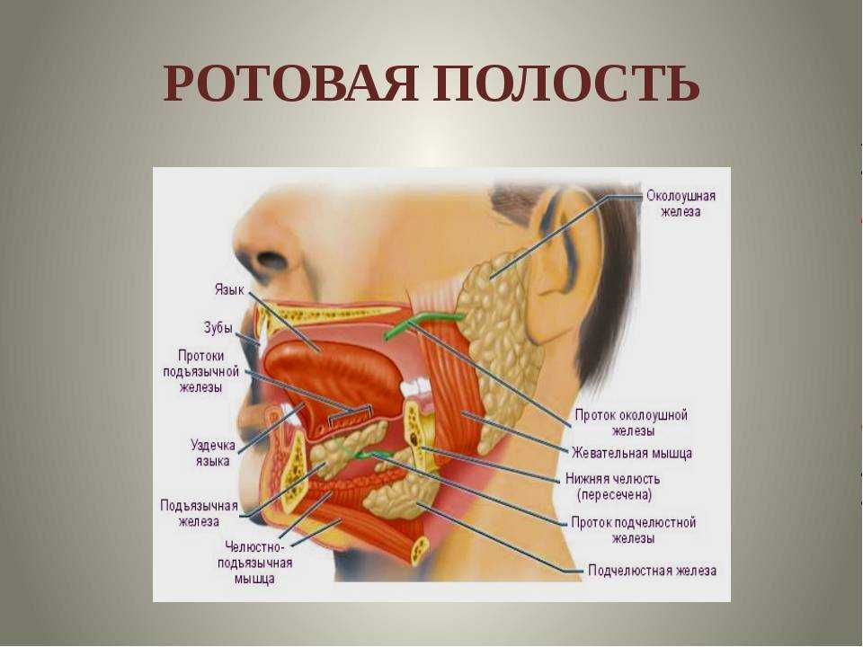 Строение ротовой полости человека схема с описанием