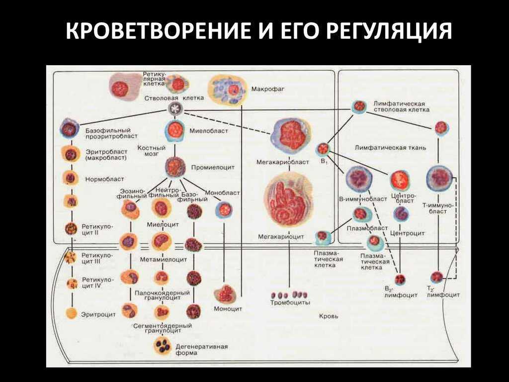 Схема кроветворения человека кратко