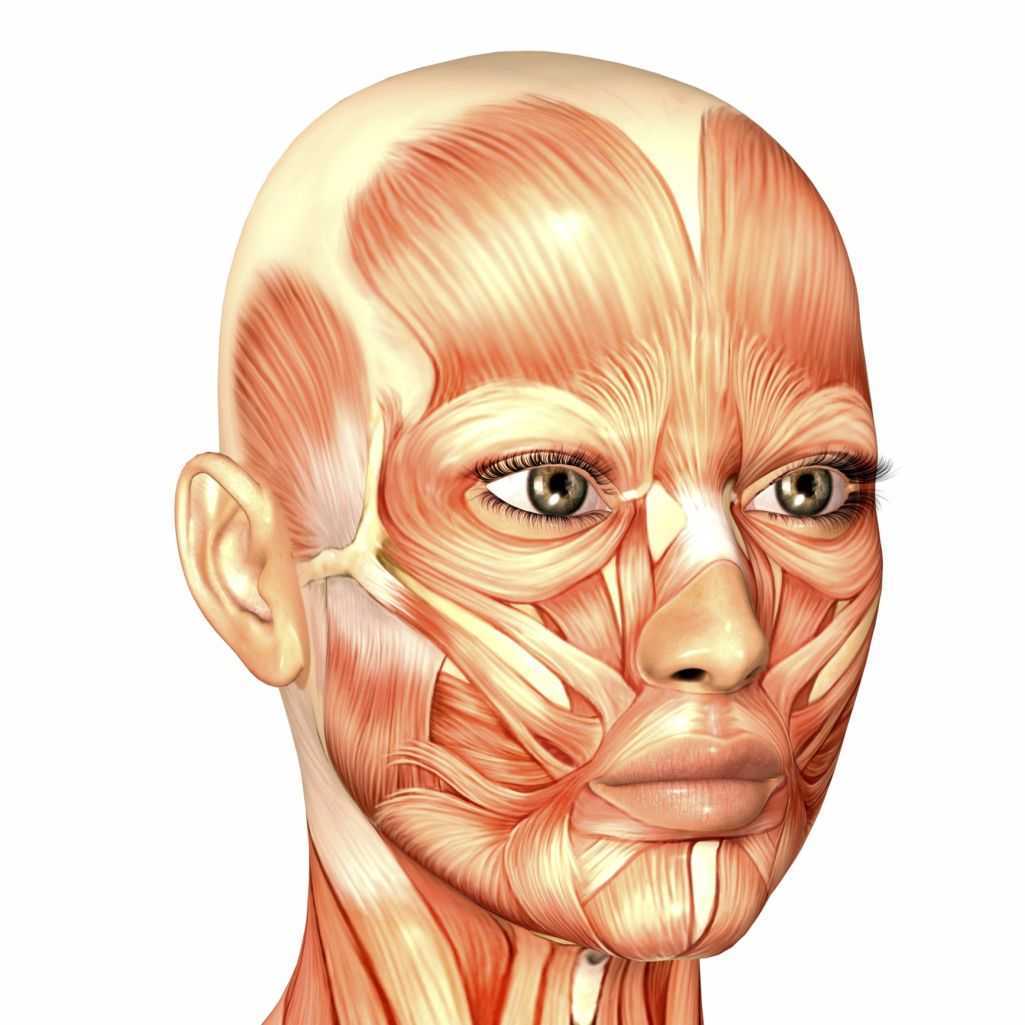De la cara. Мускулюс Фронталис. Мимические мышцы лица анатомия атлас. Скуловые мышцы лица анатомия. Мышцы лица и шеи анатомия для косметологов.