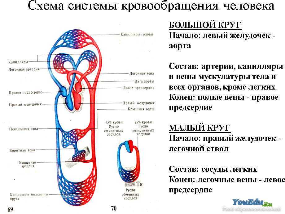 Кровообращение сердца человека схема