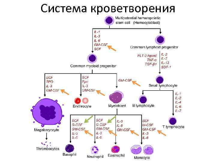 Клетки гемопоэза