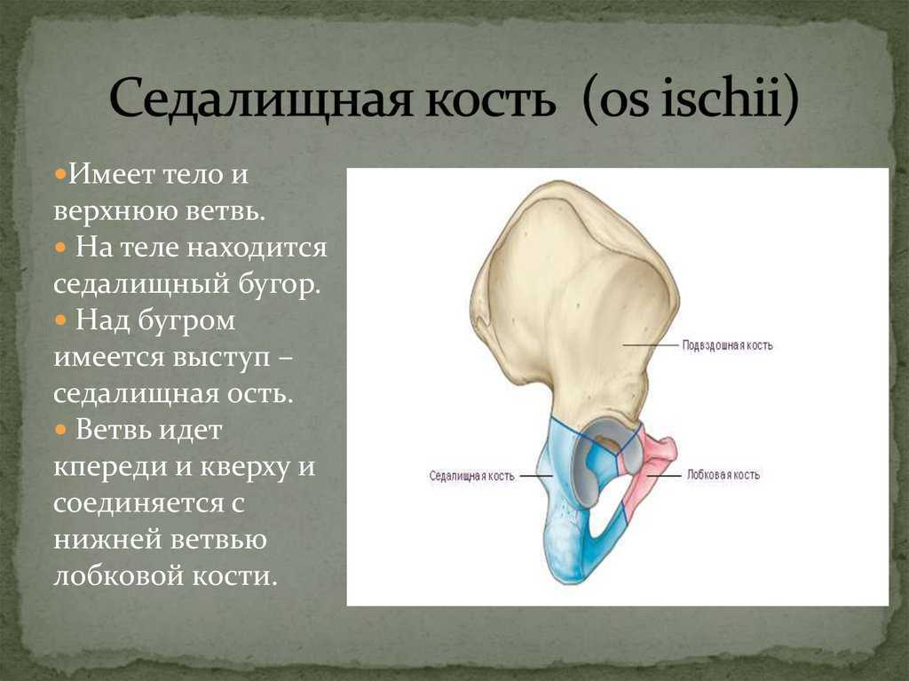 Седалищный бугор где находится у человека фото