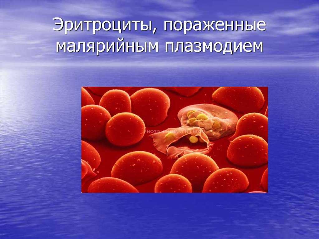 Малярийный плазмодий клетка. Одноклеточный малярийный плазмодий. Малярийный плазмодий это бактерия. Малярия шизогония. Споровики малярийный плазмодий.