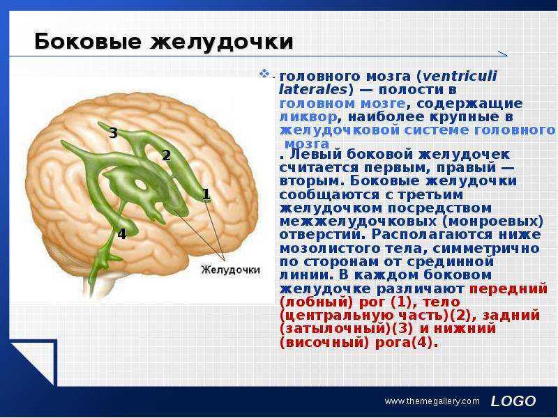 Латеральные желудочки. Желудочки головного мозга. Ликвор. Функции.. Топография желудочков головного мозга. Желудочки конечного мозга анатомия.