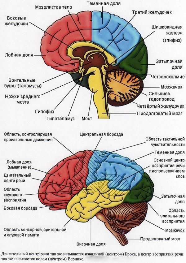 Головной мозг человека | анатомия головного мозга, строение, функции, картинки на eurolab