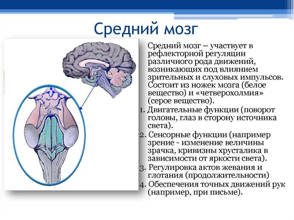 Строение среднего мозга 8 класс