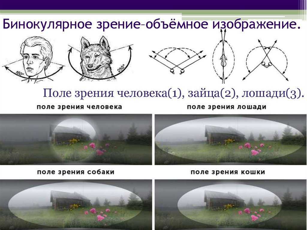 Нарушение бинокулярного зрения в результате которого происходит раздвоение изображения