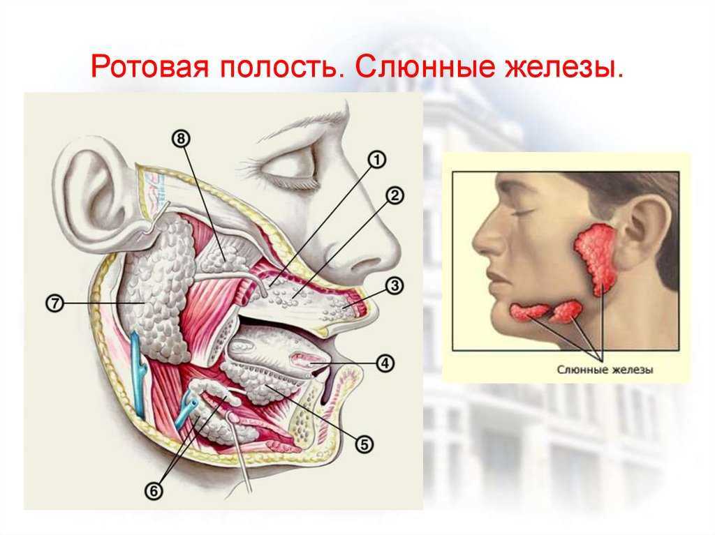 Околоушная слюна. Слюнные железы строение анатомия. Ротовая полость анатомия слюнные железы. Структура слюнных желез анатомия. Строение ротовой полости железы.