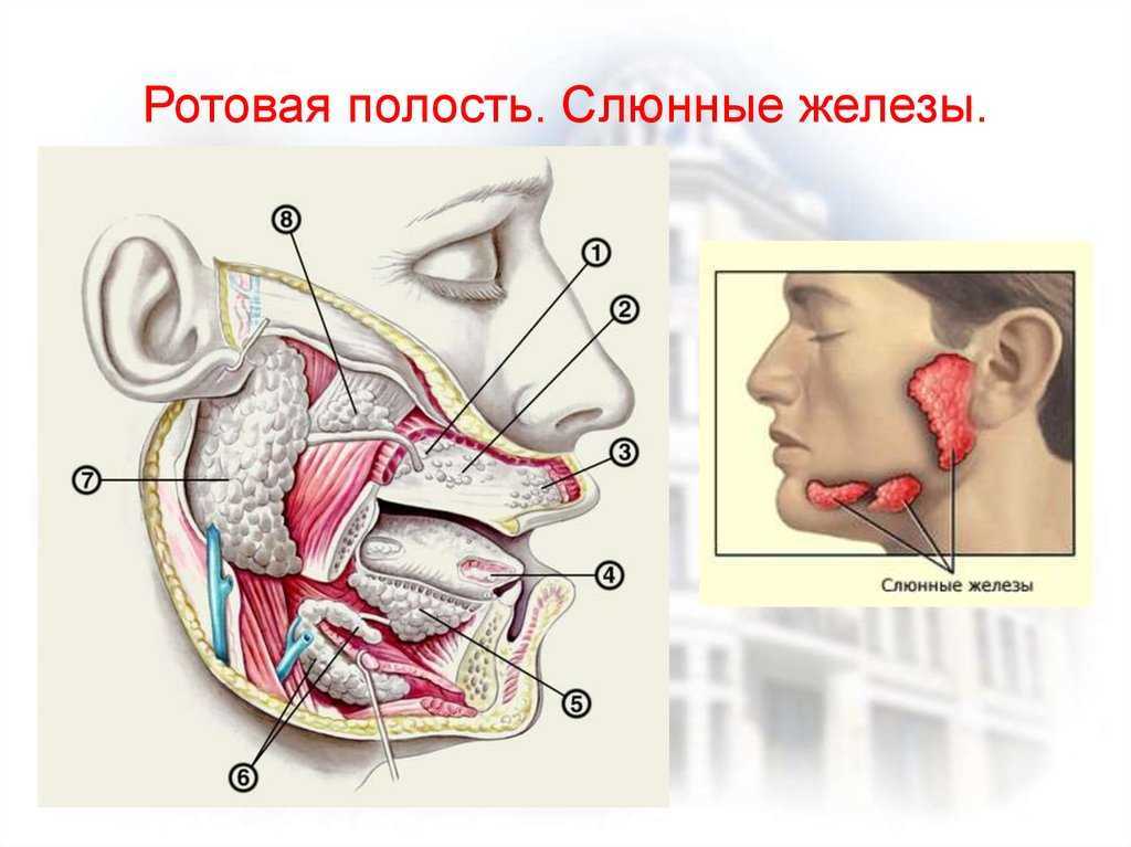 Схема слюнных желез