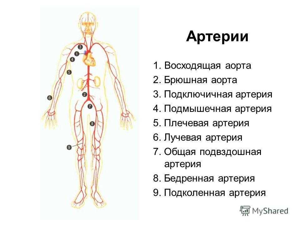 Название артерий человека картинка