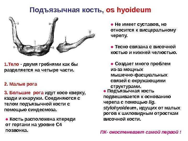Опухоль и припухлость в области шеи: диагностика и лечение