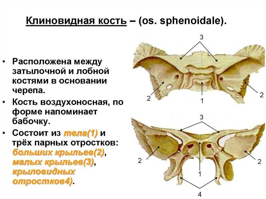 Схема клиновидная кость