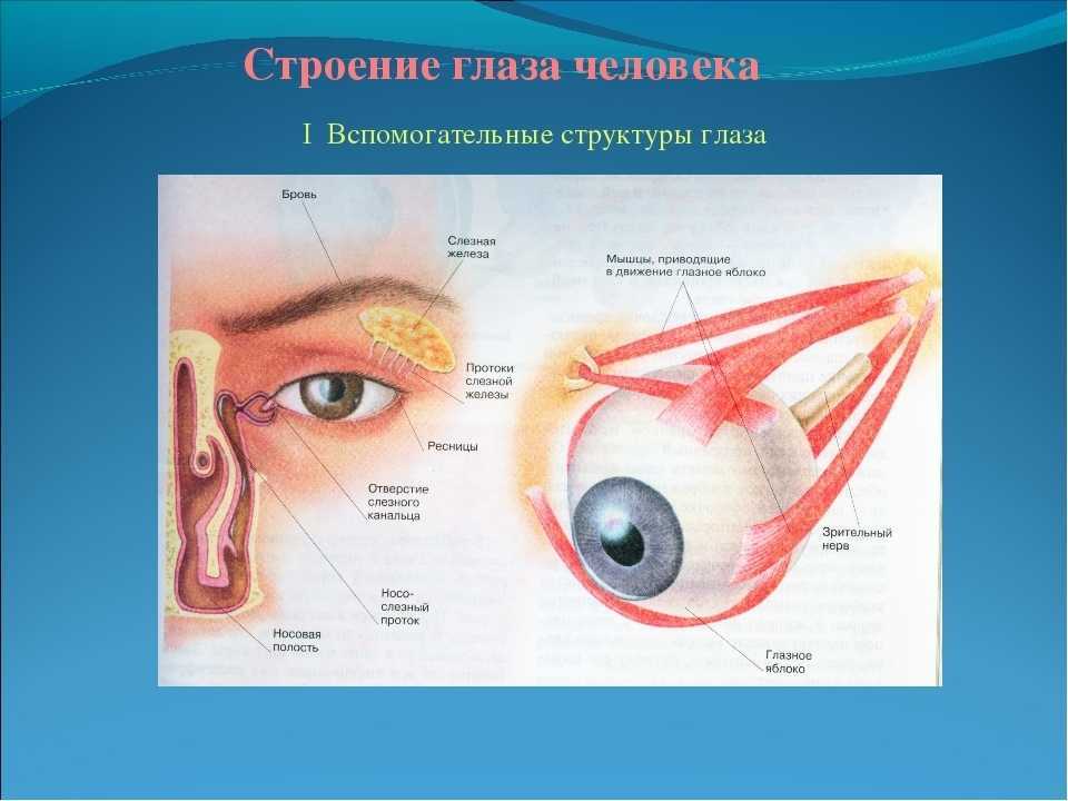 Реферат: орган зрения. глаз - xreferat.com - банк рефератов, сочинений, докладов, курсовых и дипломных работ