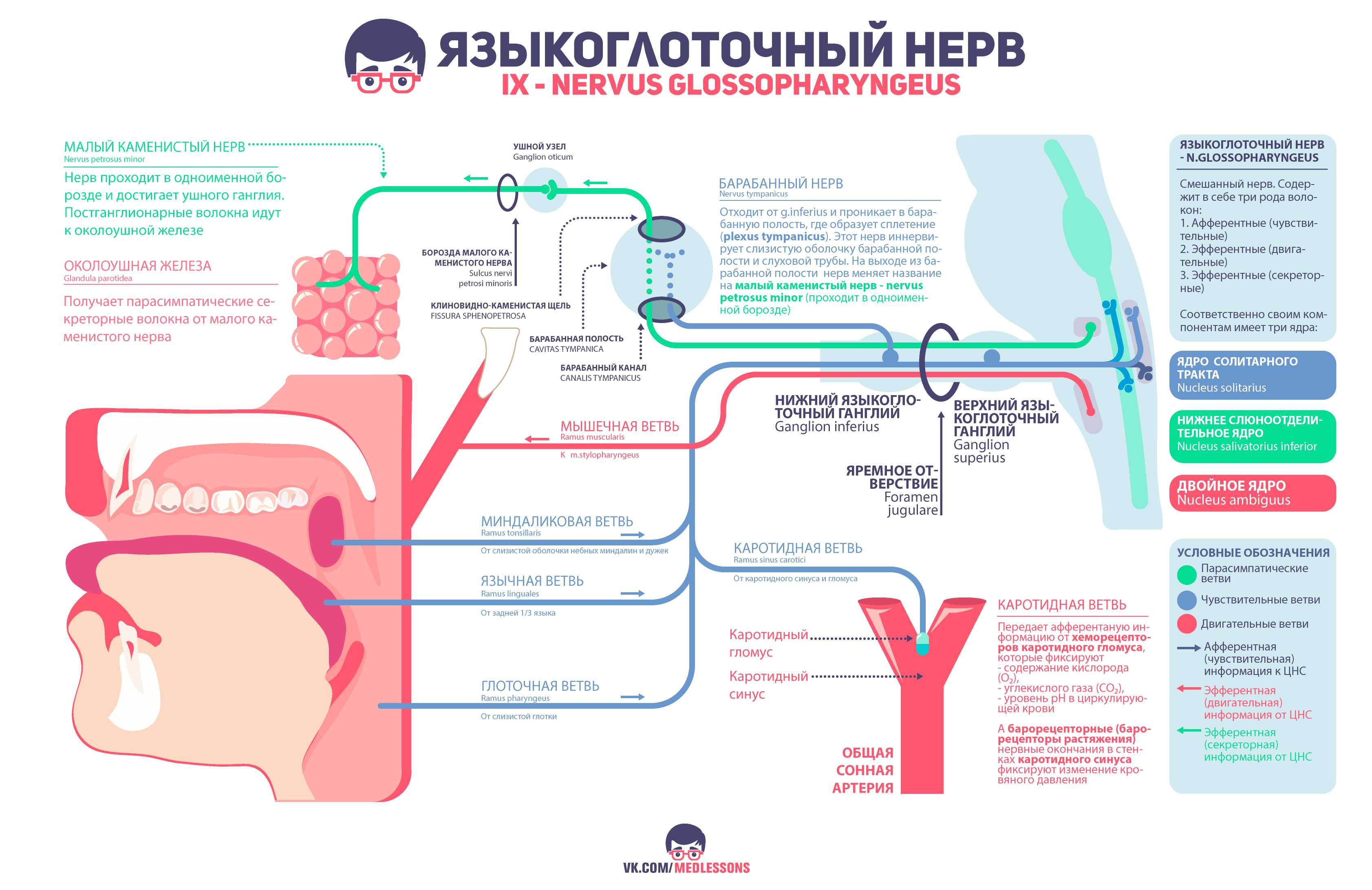 Языкоглоточный нерв анатомия схема ветви