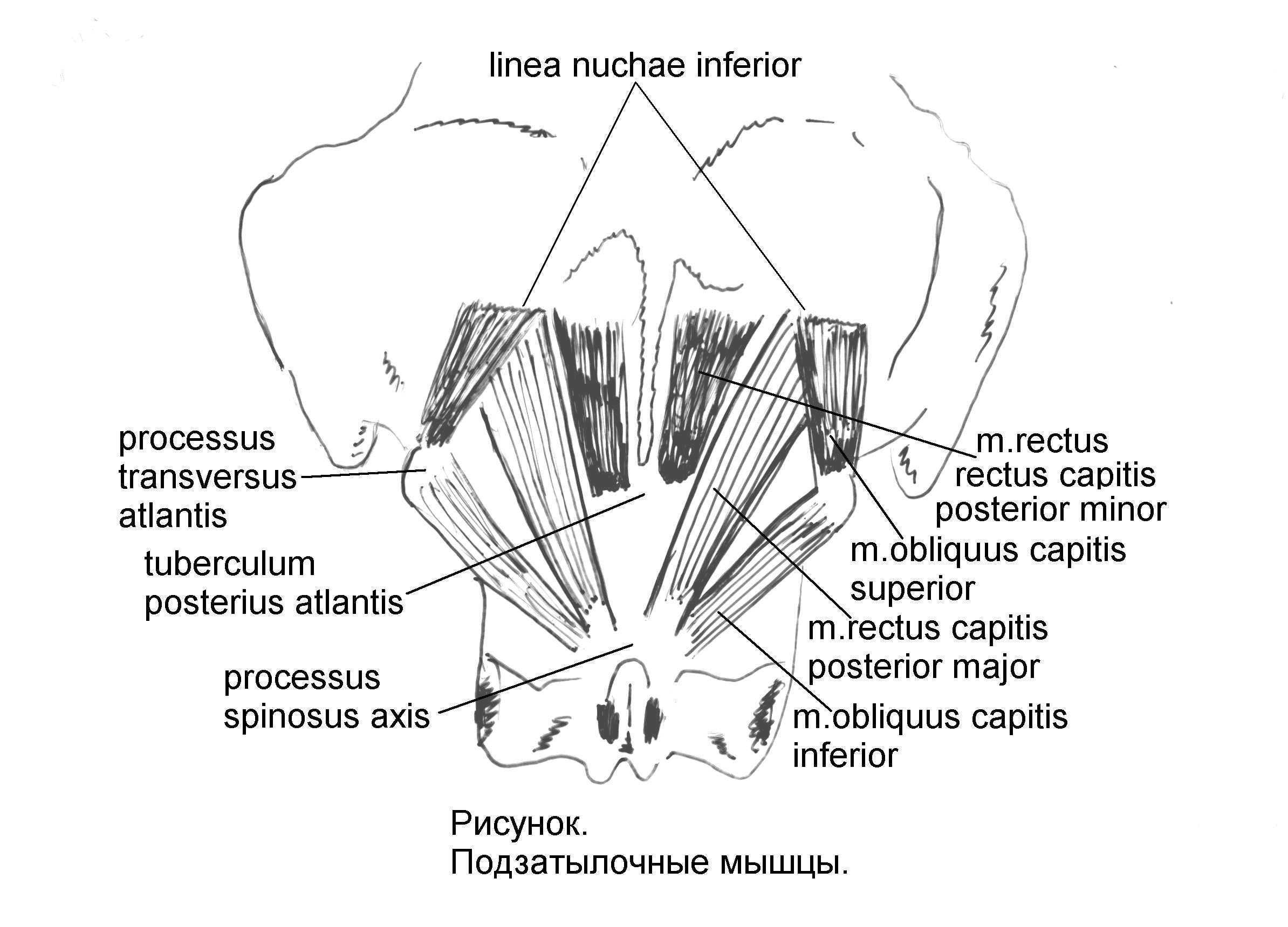 Подзатылочные мышцы. Подзатылочные мышцы рисунок. Подзатылочные мышцы вид спереди. Obliquus capitis inferior мышца.