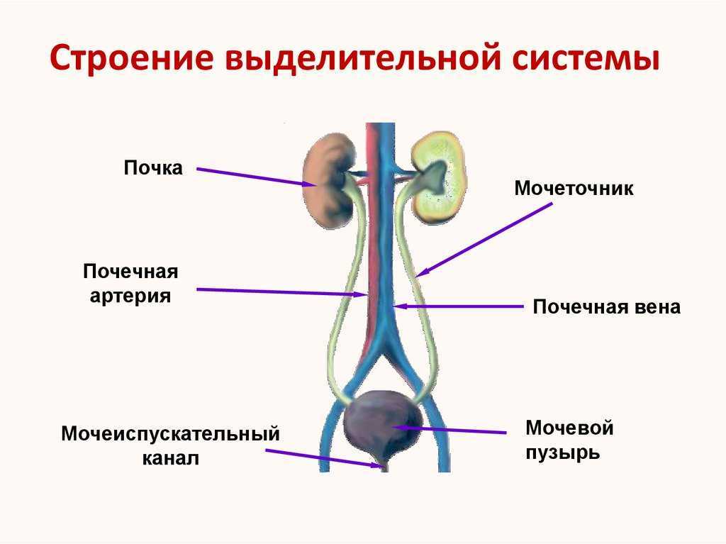 Органы выделения человека схема