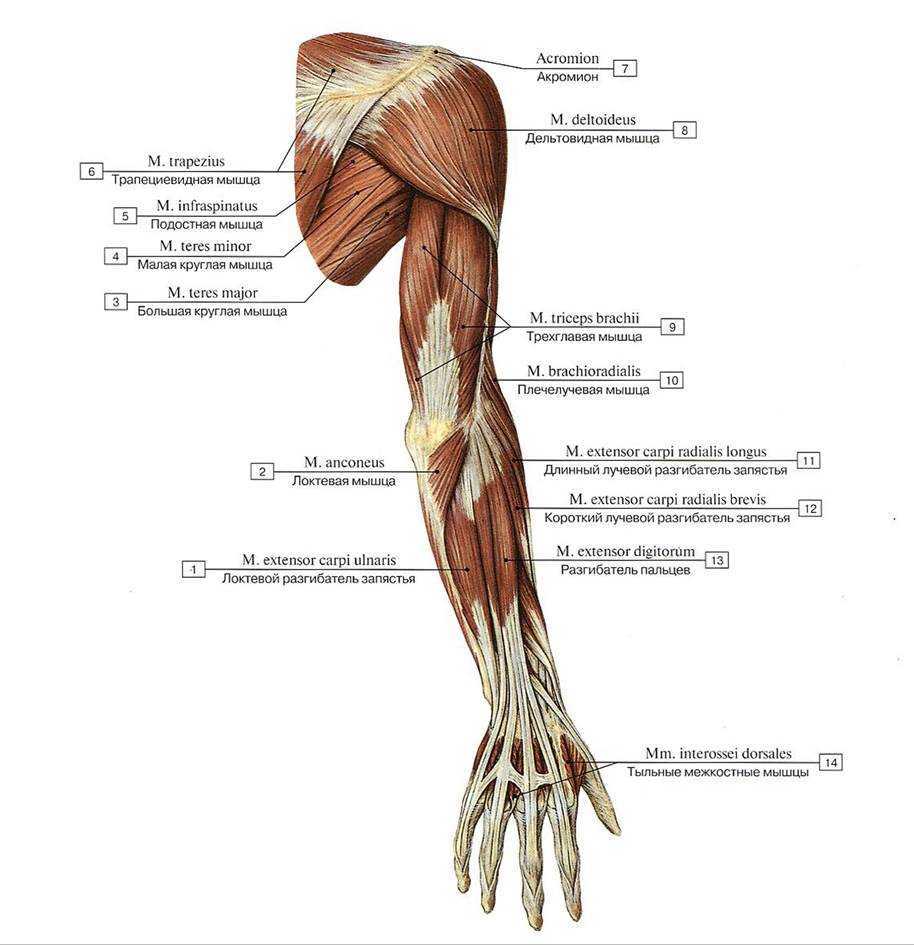 .Мышцы верхней конечности (плечо и предплечье)