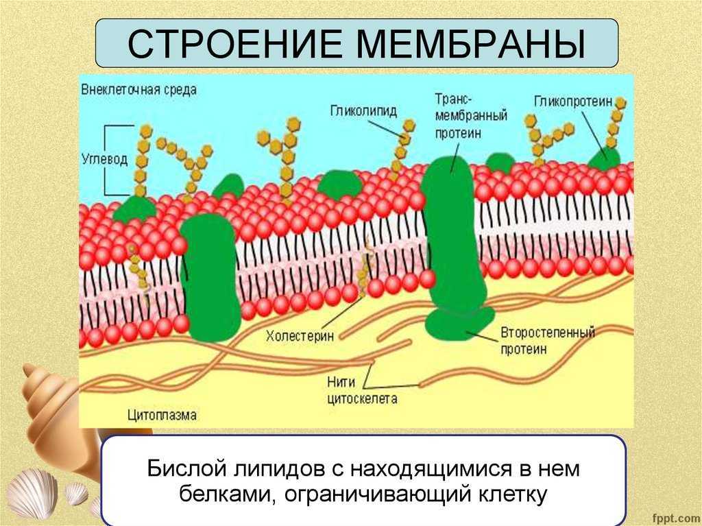 Плазматическая мембрана рисунок с подписями