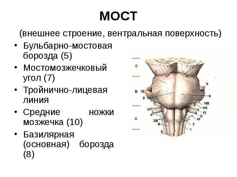 Мост мозга схема