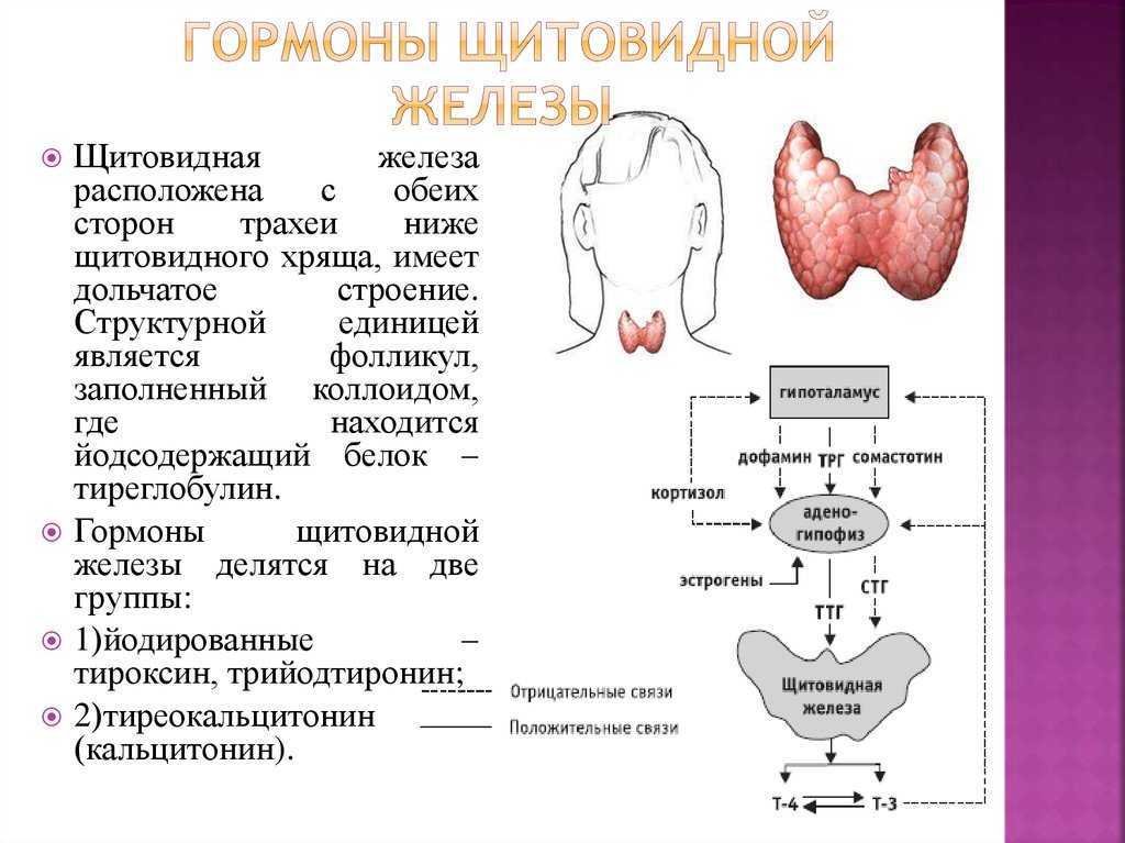 Схема выработки гормонов щитовидной железы. Таблица железа гормон щитовидной железы. Нормальные показатели функции щитовидной железы. Щитовидная железа выделяет гормон.
