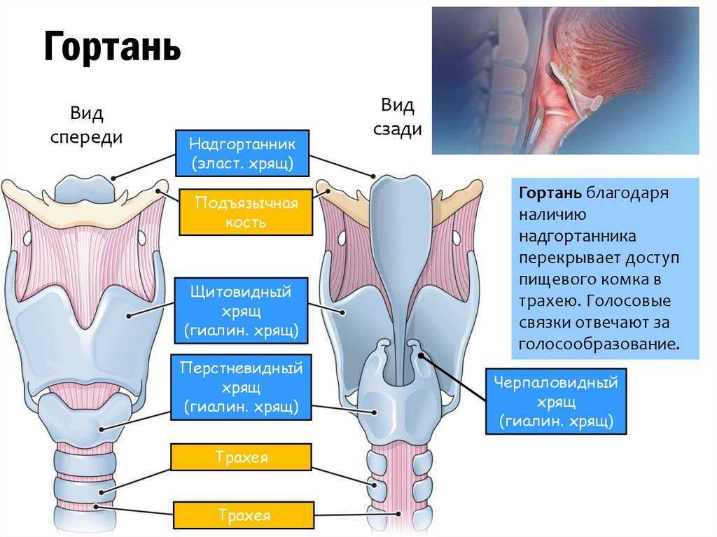 Инородные тела трахеи и бронхов у взрослых - диагностика и лечение