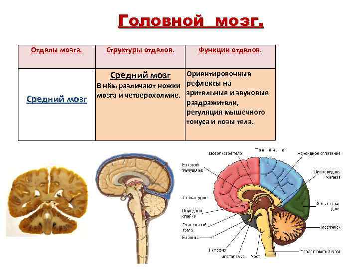 Функции среднего отдела головного мозга человека