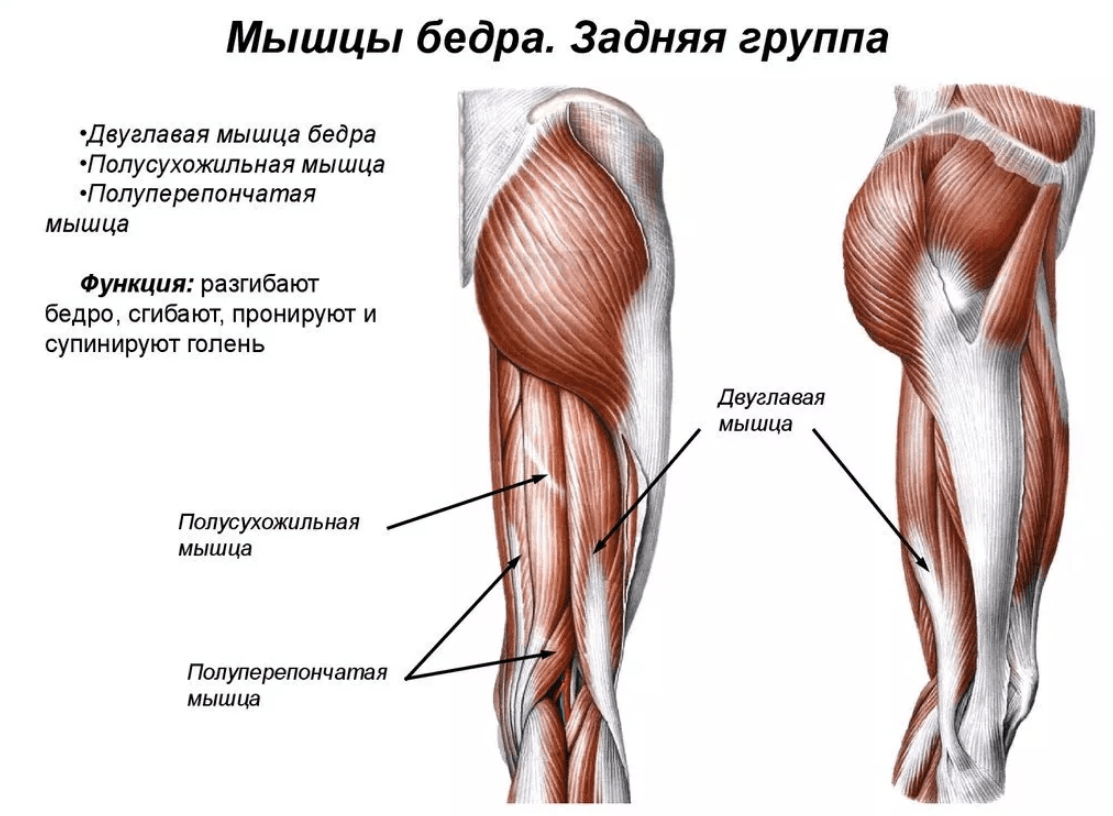 Что делать если болят ляжки. Мышцы задней поверхности бедра анатомия. Анатомия мышц задней поверхности бедра человека. Мышцы задней группы мышц бедра. Задняя группа мышц бедра анатомия.