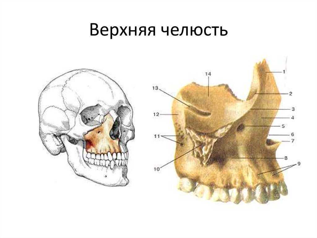 Клыковую ямку. Верхняя челюсть кость строение. Верхнечелюстная кость снизу. Нижняя челюсть кость черепа анатомия. Верхняя челюсть кость анатомия человека.