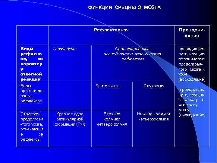 Анатомия среднего мозга