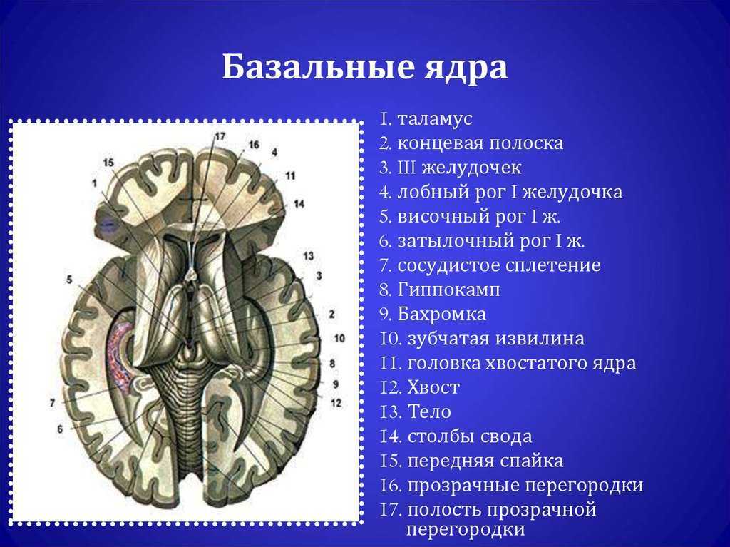 Биология. 11 класс