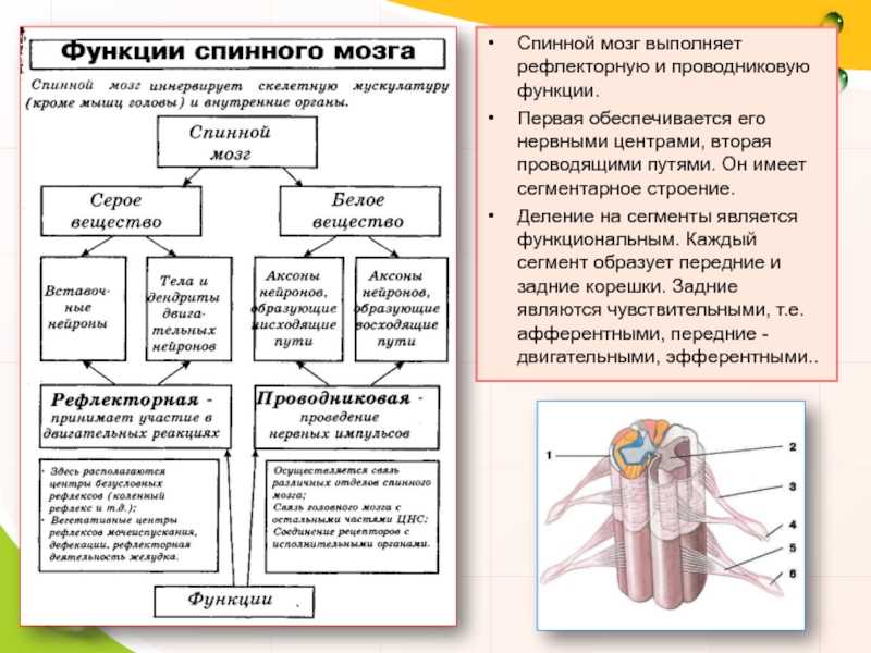 Нервная система