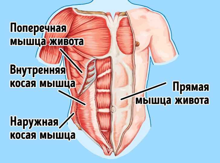 Наружная косая мышца живота -  abdominal external oblique muscle