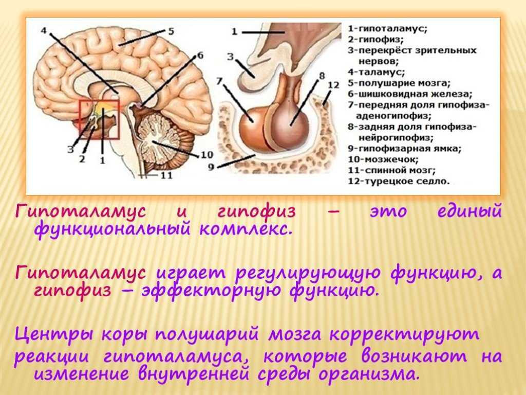 Гипофиз функции мозг. Гипофиз эпифиз таламус. Гипоталамус и гипофиз строение. Гипоталамус структура строения и функции. Гипофиз железа анатомия.