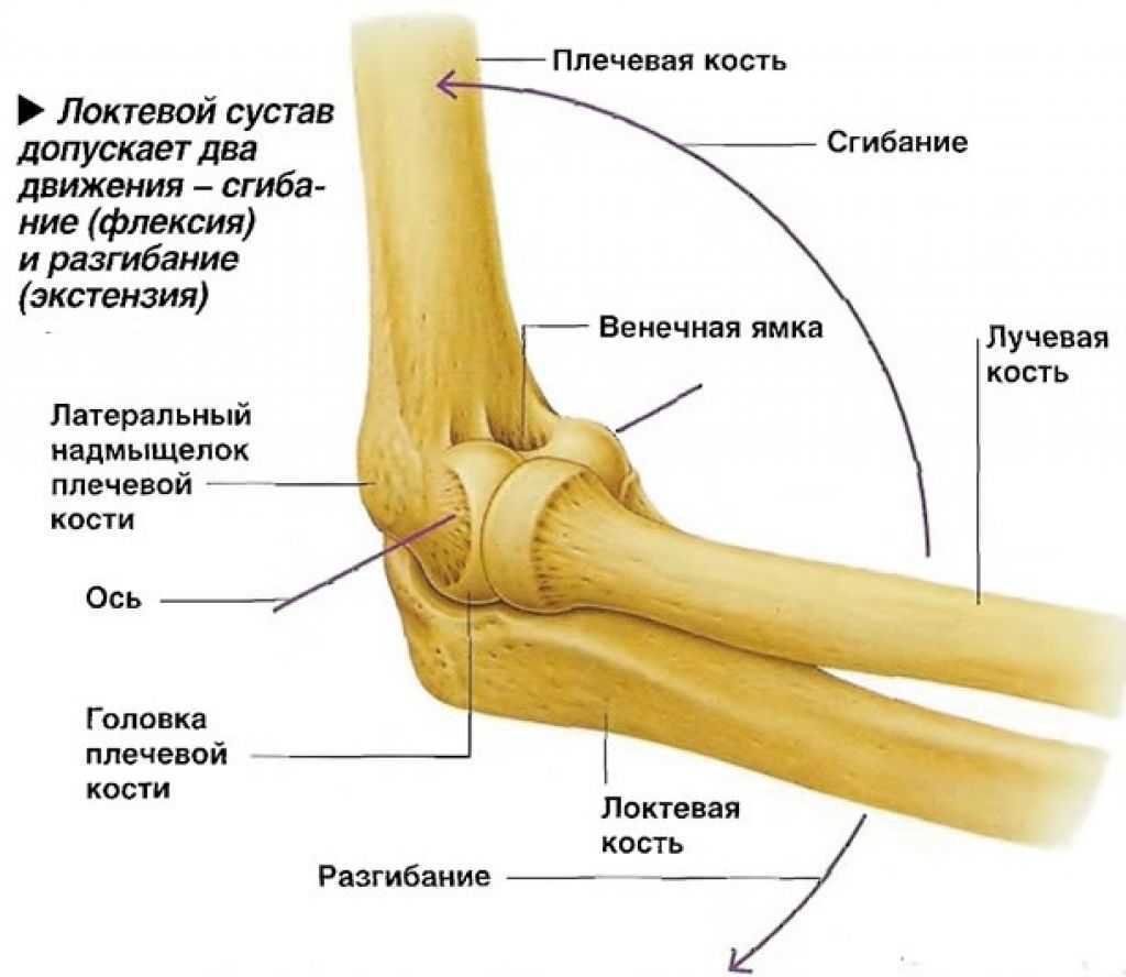 Мыщелок плеча. Локтевой сустав анатомия костей. Строение костей локтевого сустава. Локтевой сустав правый вид сбоку. Образующие кости локтевого сустава человека.