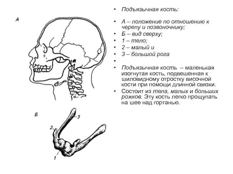 Подъязычная кость - строение и лечение при переломе | medded.ru