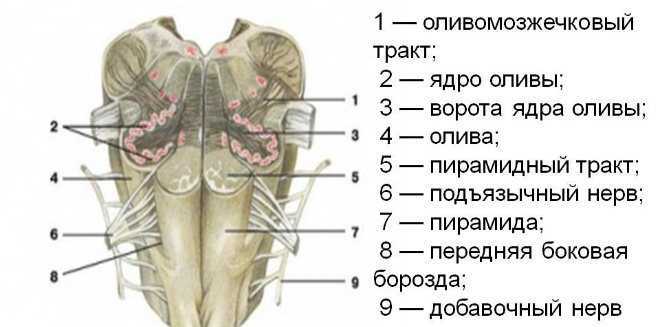 Продолговатый мозг: основы строения и функционирования