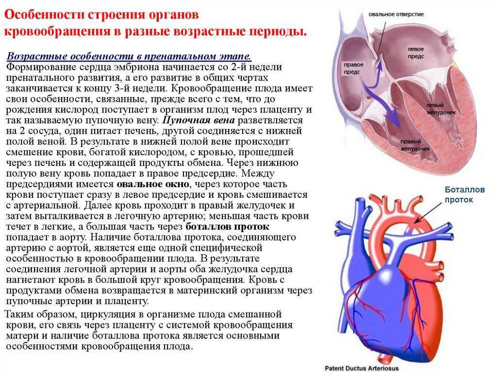 Возрастные особенности развития сердечно сосудистой системы презентация