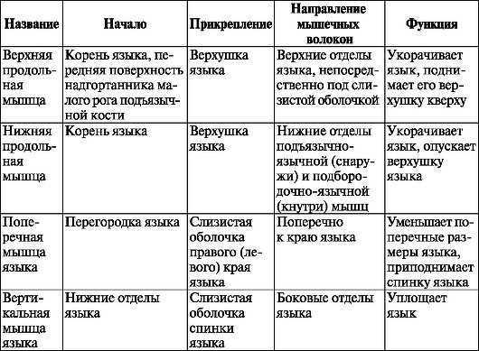 Язык (анатомия)