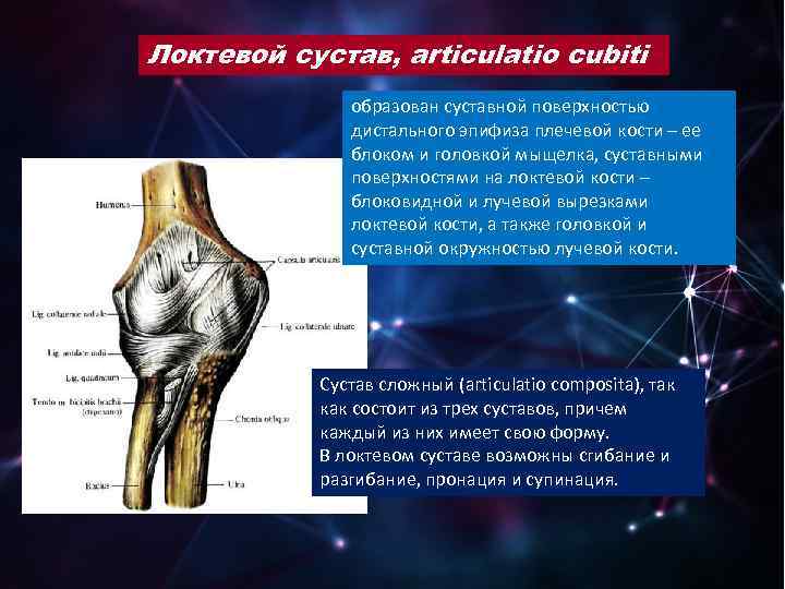 Плечевой пояс: анатомия скелета и суставов плечей и рук, особенности строения, функции