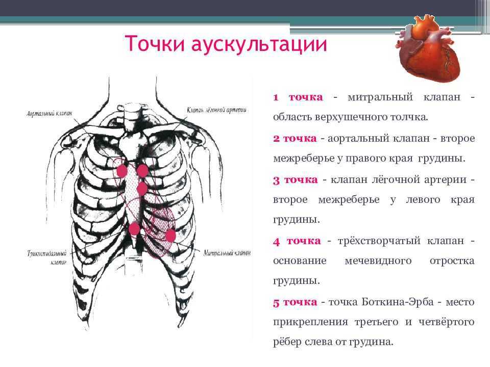 Прослушивание сердца схема